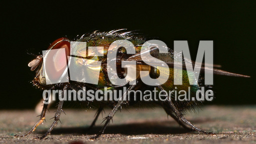 Schmeißfliege (9).jpg